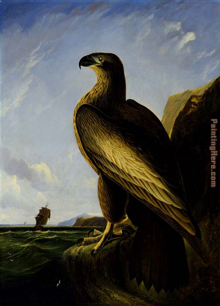 Washington Sea Eagle painting - John James Audubon Washington Sea Eagle art painting